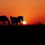 chevaux au far-west sur couché de soleil