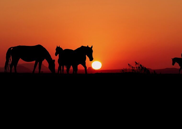 chevaux au far-west sur couché de soleil