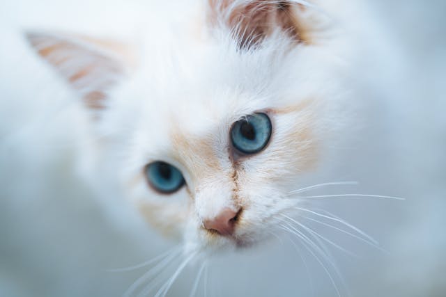 Une litière de qualité pour un environnement propre et agréable pour votre chat