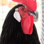 L’épuisette pour volaille