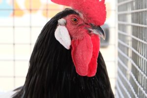 L’épuisette pour volaille