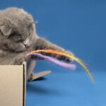 les jouets pour votre chat