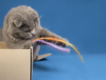 les jouets pour votre chat
