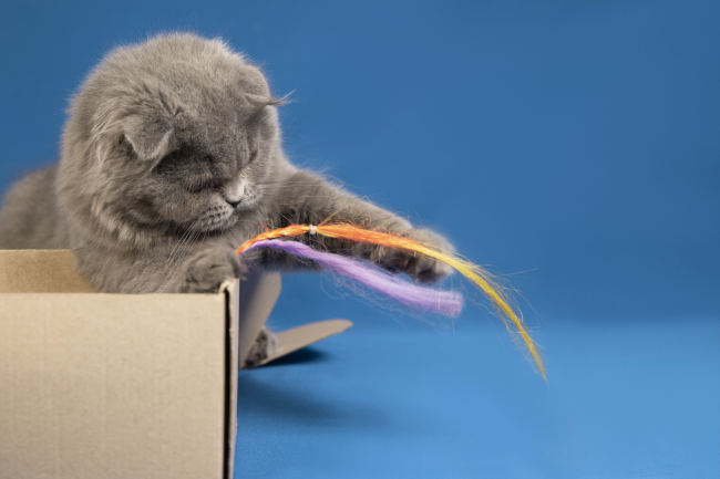 les jouets pour votre chat