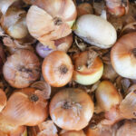 Oignons au compost