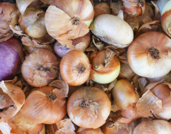 Oignons au compost