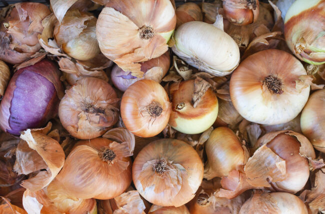 Oignons au compost