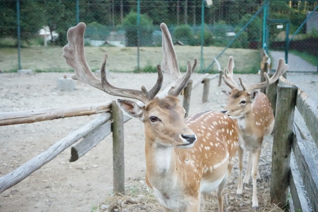 la protection animale