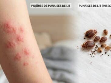 puces de lit