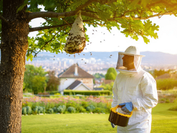 Destruction d'un nid de frelon asiatique dans un jardin de la région lyonnaise en 2026