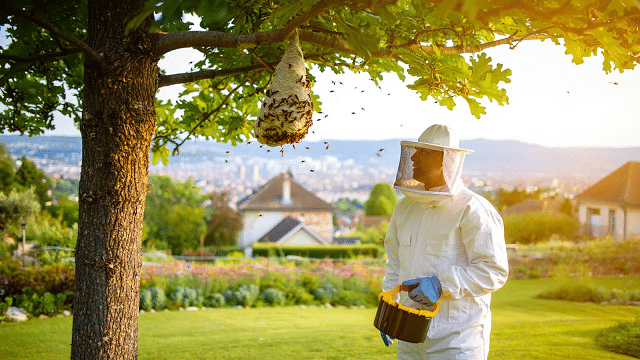 Destruction d'un nid de frelon asiatique dans un jardin de la région lyonnaise en 2026