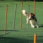 adult rough collie