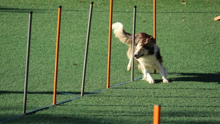 adult rough collie