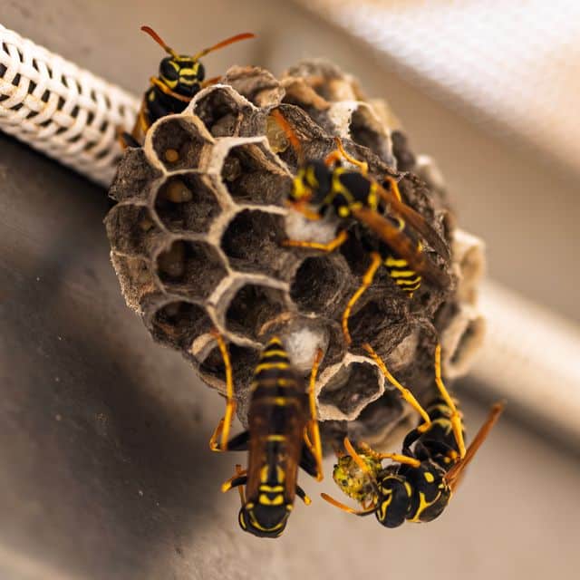 Destruction d'un nid de guêpes