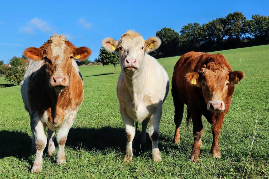 Vaches brunes et blanches en plein champ sous un ciel sans nuage